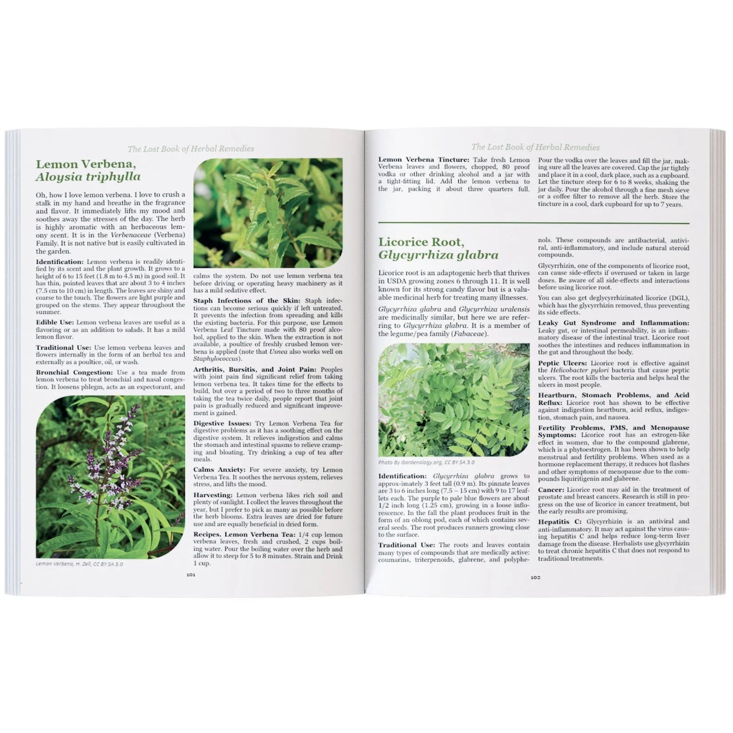 The Lost Book of Herbal Remedies