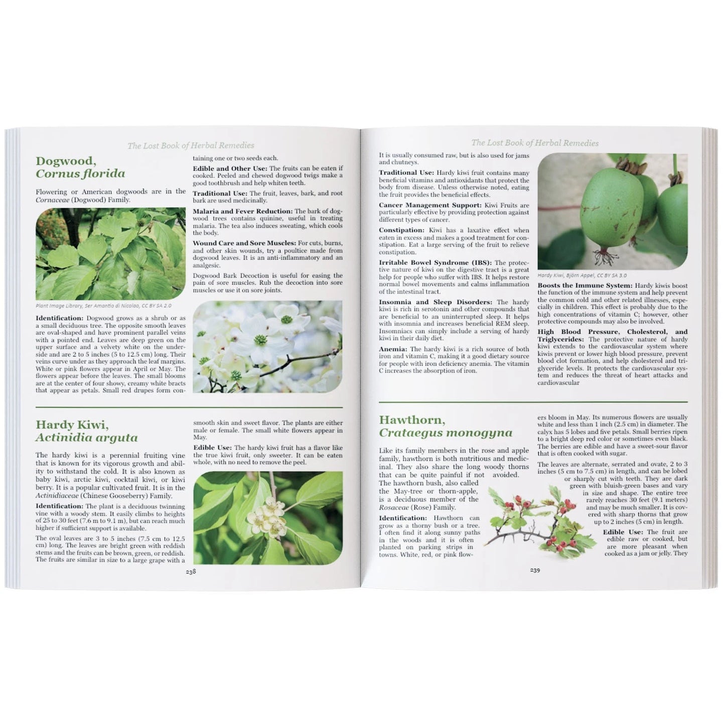 The Lost Book of Herbal Remedies